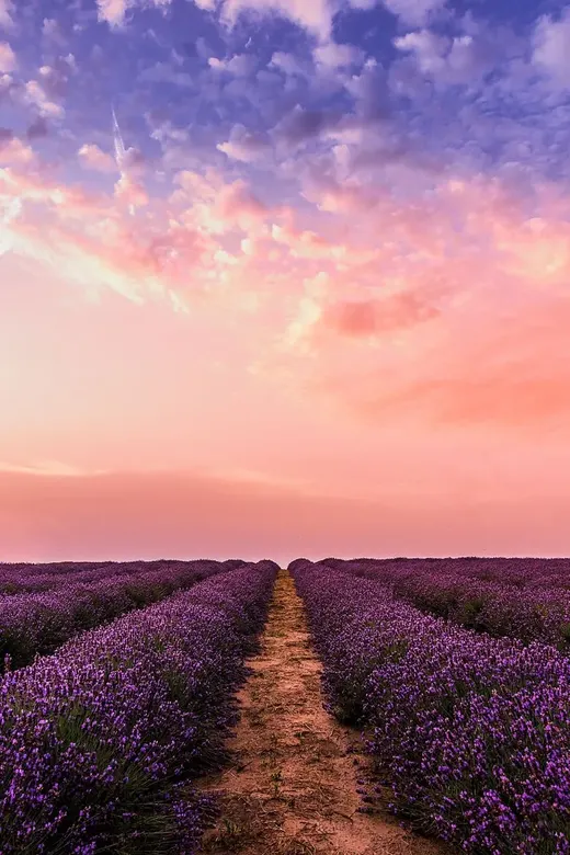 Lavender rows under a pink sunset
